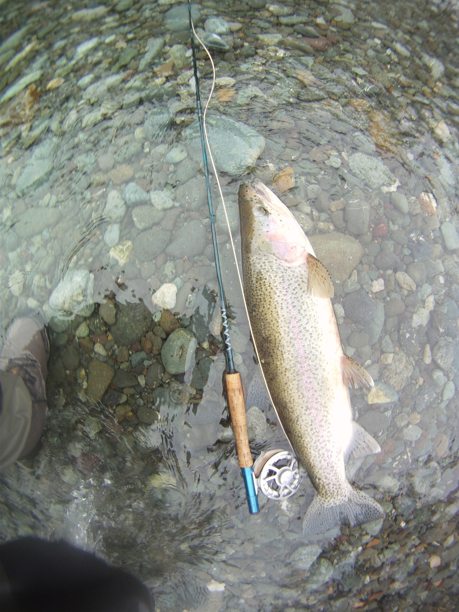 Fly Fishing For Vancouver Island Steelhead - The Fishing Experience ...