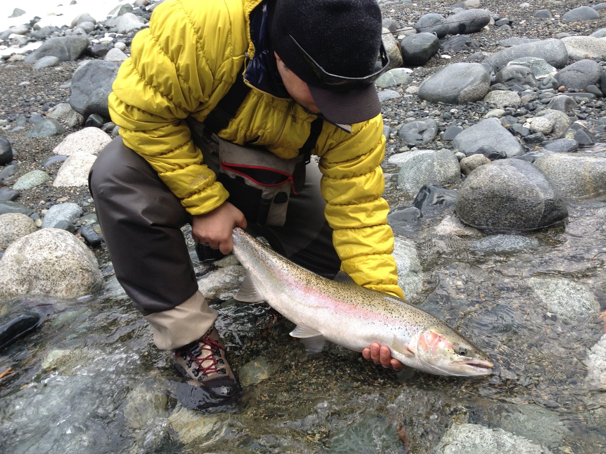 Gold River Steelhead - The Rambling Fisherman : The Fishing Experience